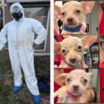 Giải cứu 103 chó Chiweenie khỏi một nhà ở Auburn, WA